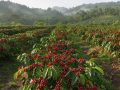 Comment découvrir la culture du café au Japon, des plantations aux dégustations ?